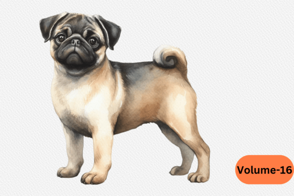 Pug Dog Watercolor Clipart PNG Illustrations Review