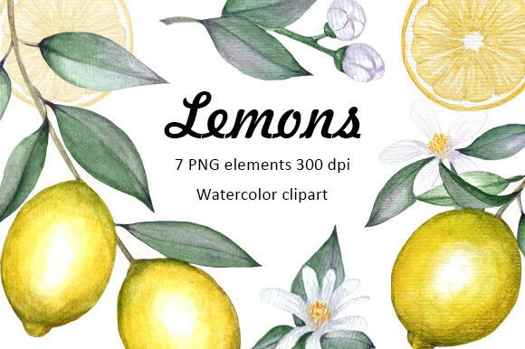 Watercolor Lemons Clipart PNG: Editorial Illustrations