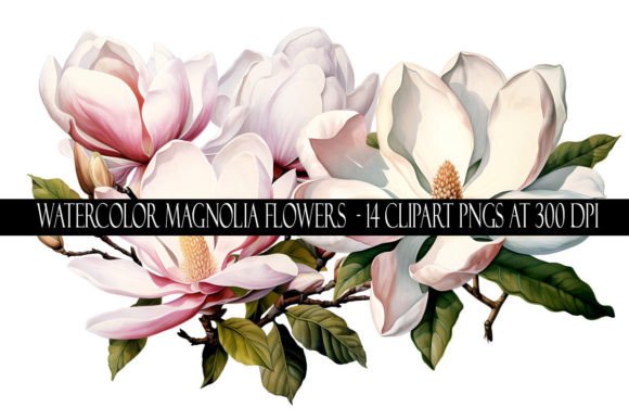 Watercolor Magnolia Flower Clipart Illustrations Review